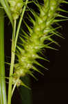 Giant sedge